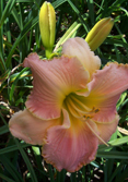 Hobbs Seedling